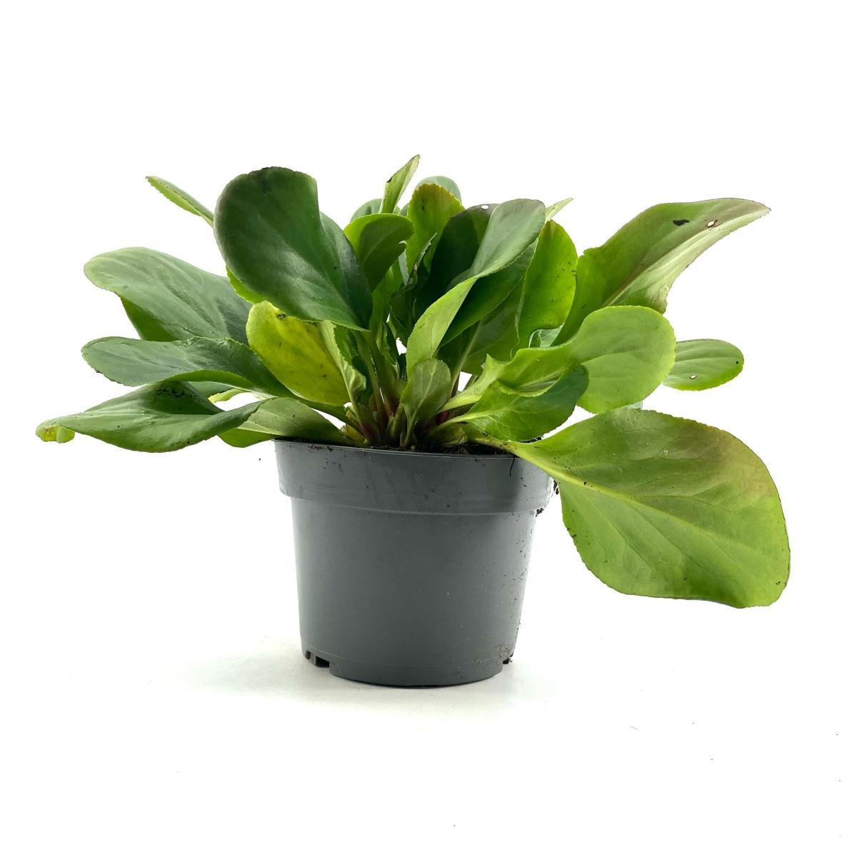 Bergenia 'Bressingham White', D 17