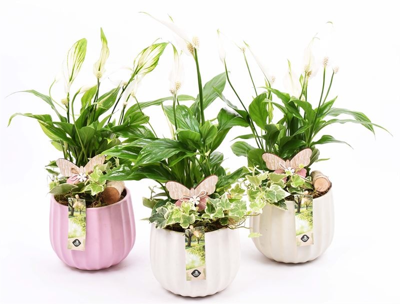 Keramiek pot kleur mix 14cm, D 14