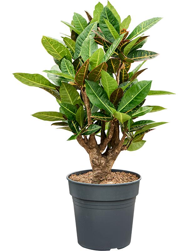 Croton (Codiaeum) variegatum 'Petra', D 24