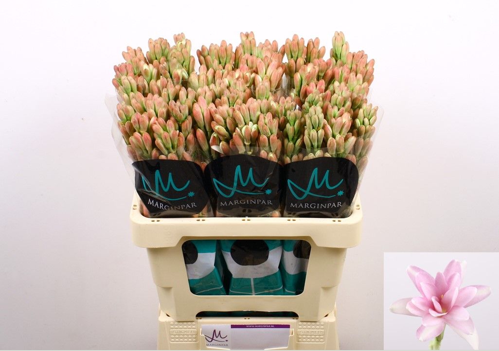 Полиантус Эль Пинк 60, шт.