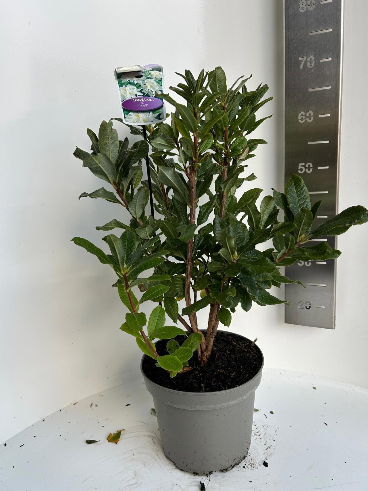 Rhododendron (AK) 'Persil', D 23