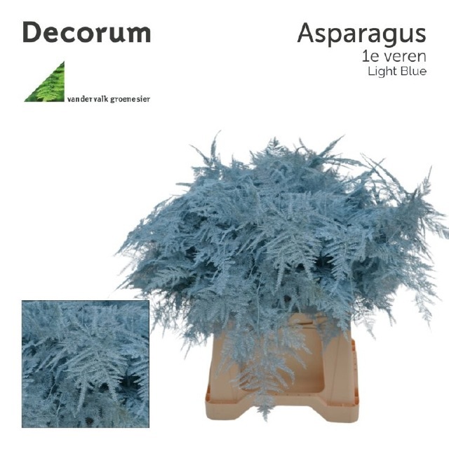 Аспарагус Овериг Крашеный (краш. ) 45, шт.