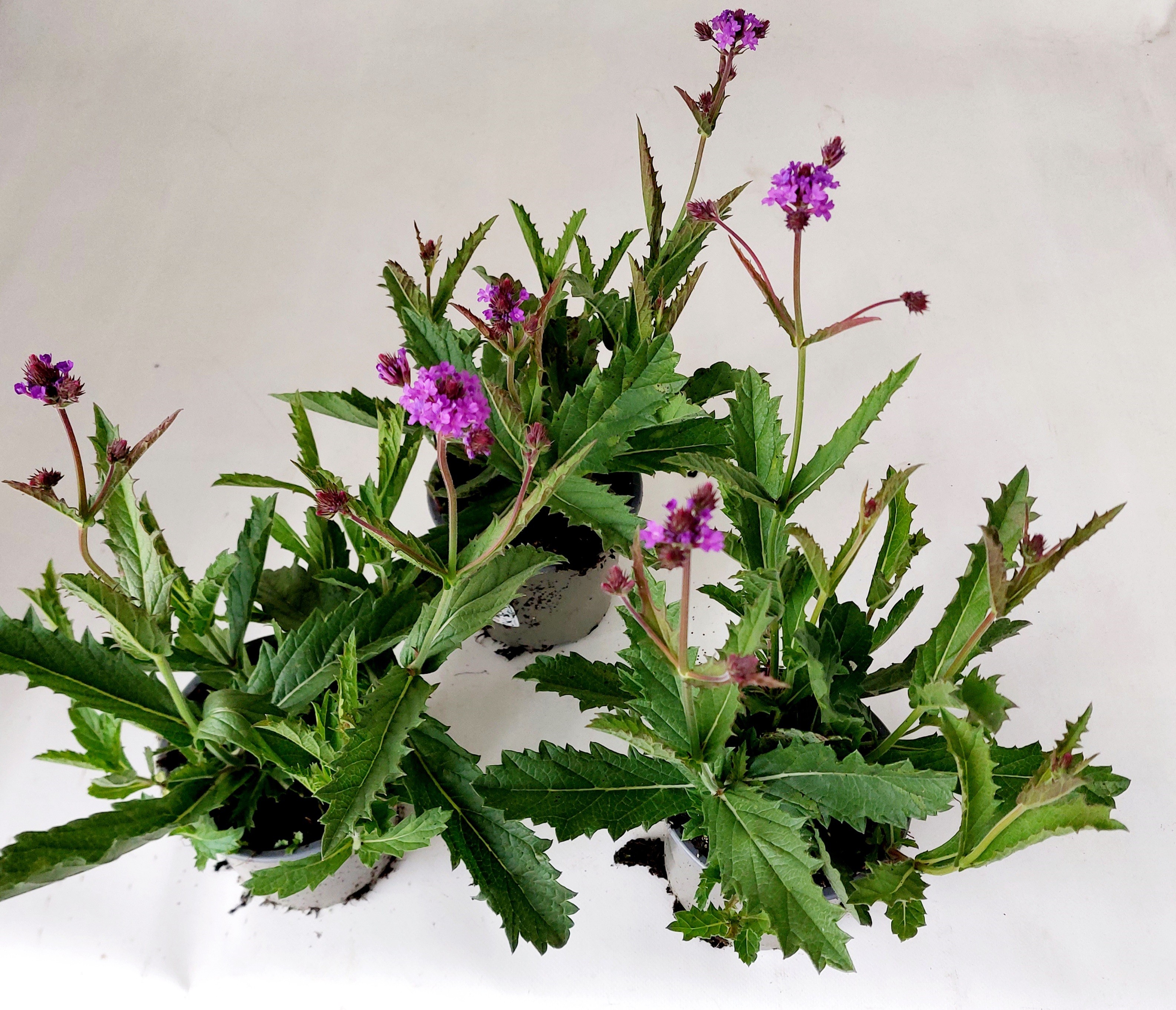 Verbena rigida, lila, D 13
