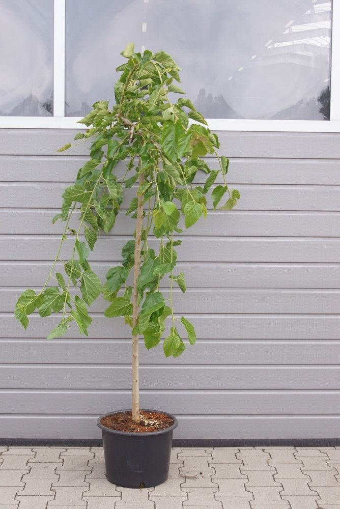 Morus alba 'Pendula' C 20 120 ha, D 35 cm