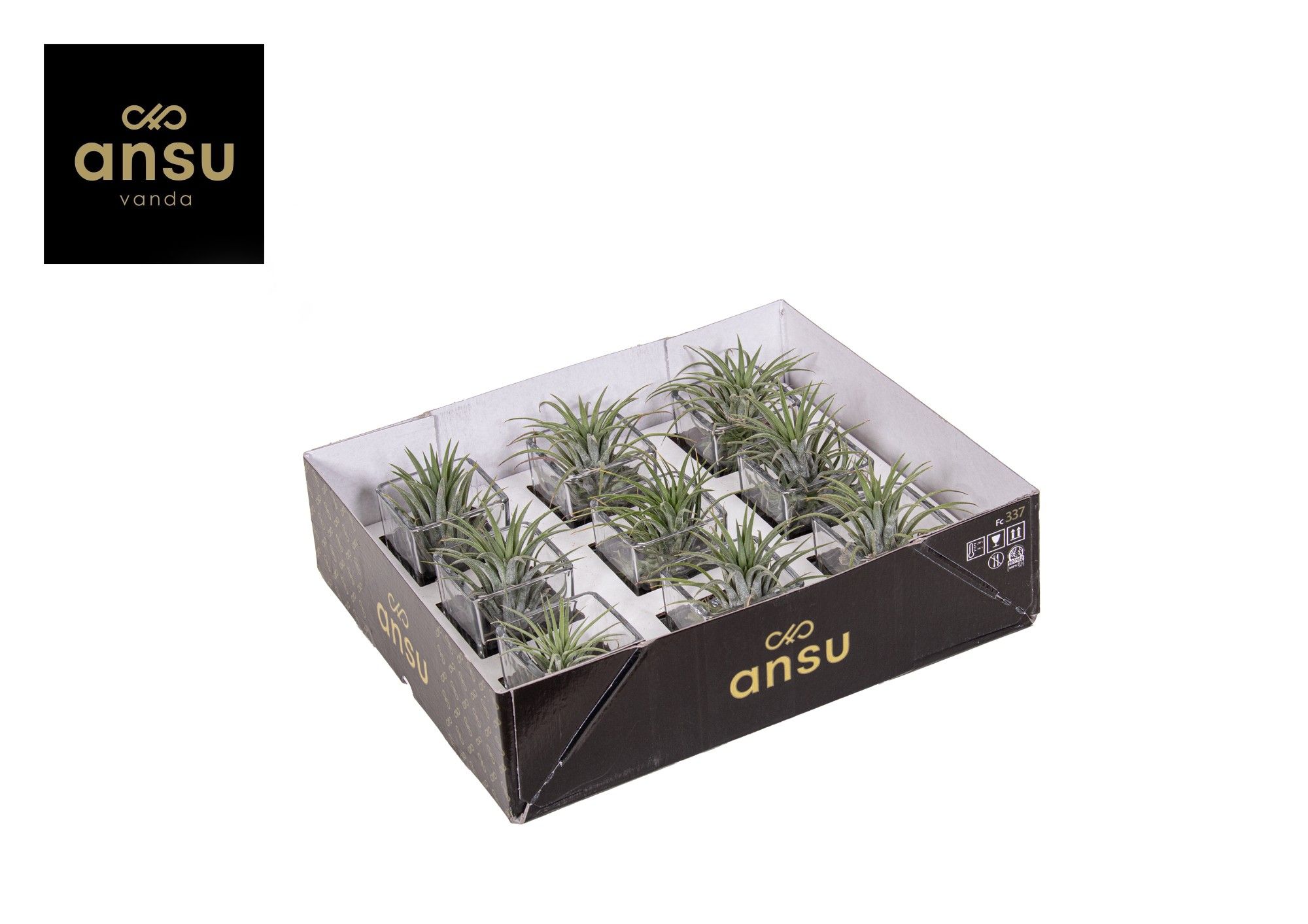 Tillandsia in glas, D 6