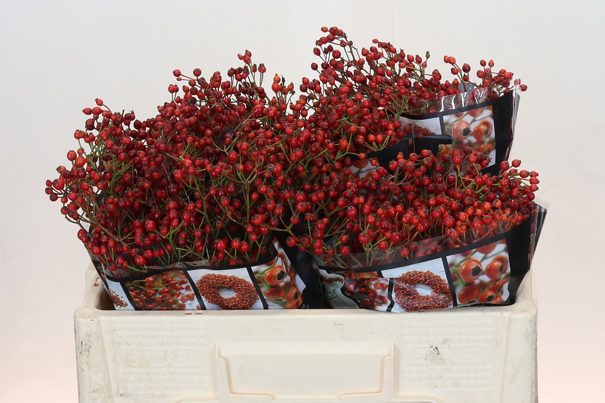 Рузботель Роузфрут Элит 50, шт.