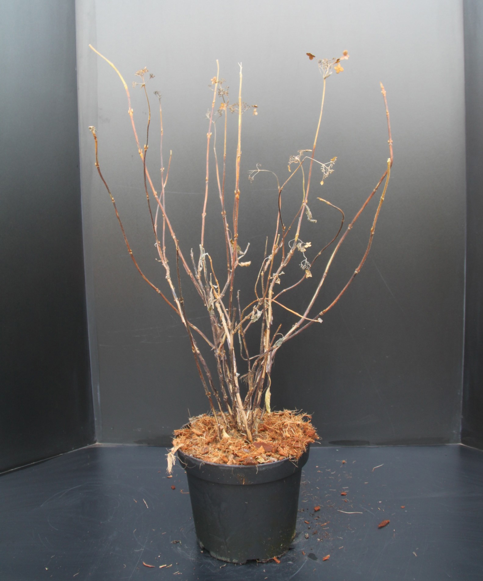 Hydrangea involucrata, D 26