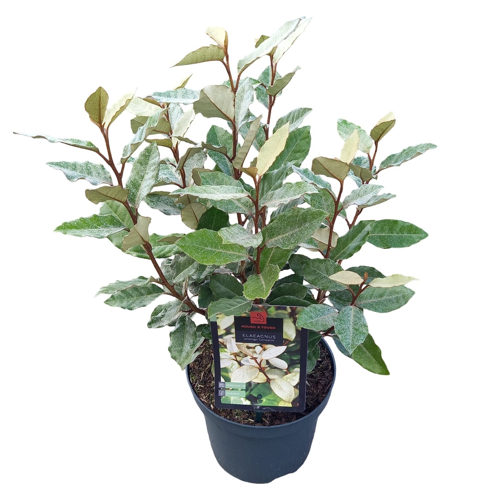 Elaeagnus ebb. 'Compacta', D 19 cm Elaeagnus ebb. 'Compacta', D 19 cm