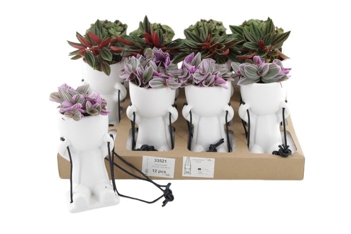 CLS15MIX Swing Chillings H15 Callisia, Peperomia, Tradescantia, D 6