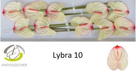 Антуриум Либра x10, шт.