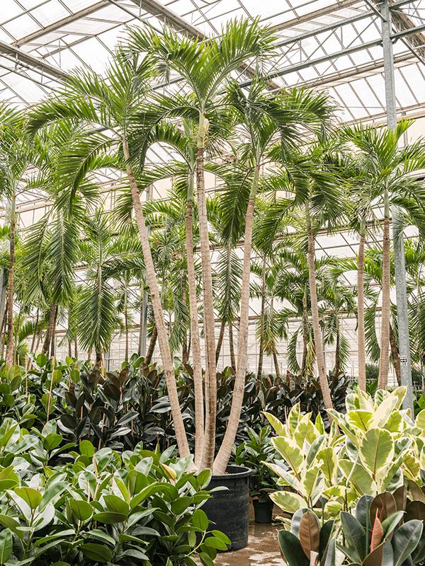 Veitchia (Adonidia) merrillii, D 120