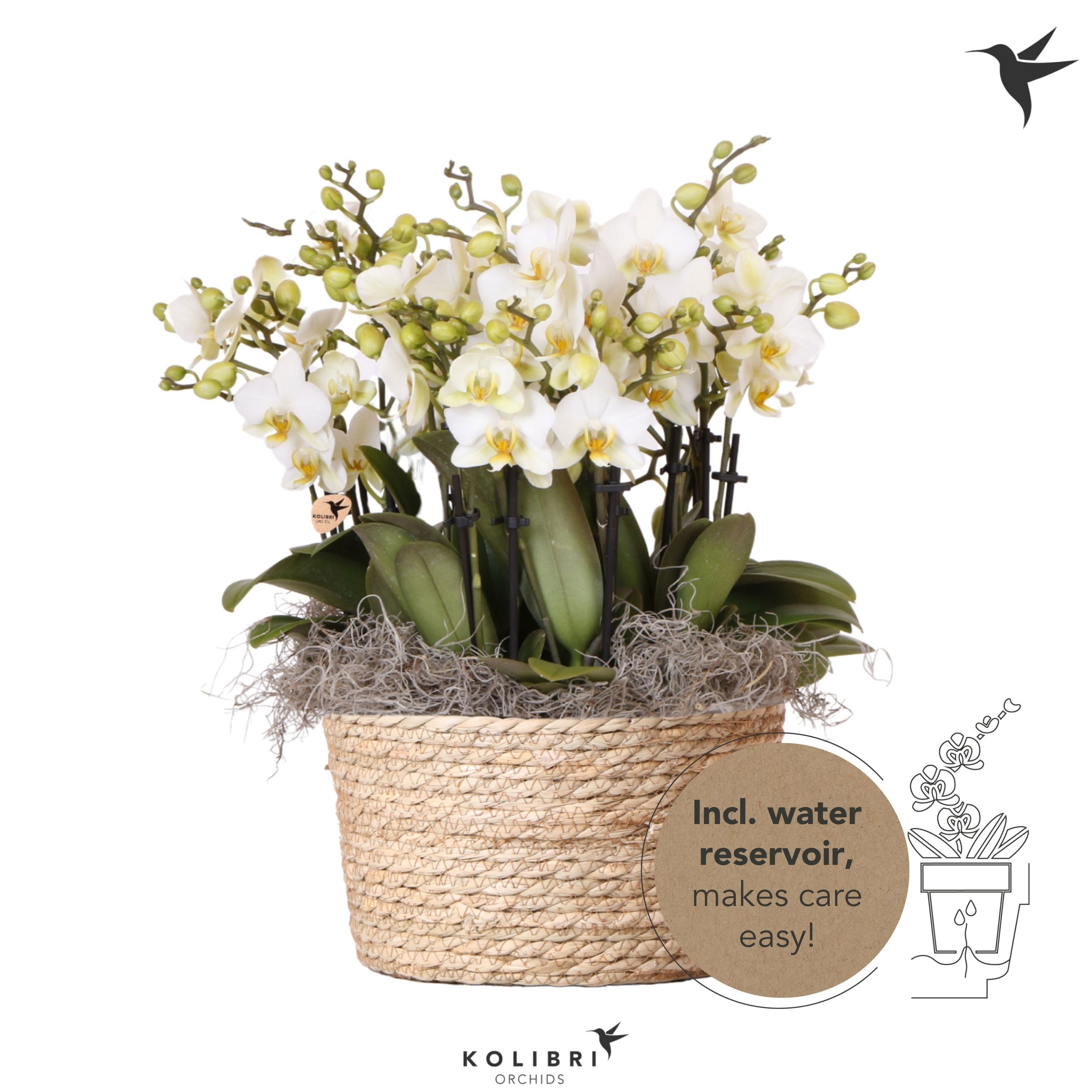 Kolibri Orchids Phalaenopsis Mono Bouquet Lausanne 15 spike in Reed Basket with watering system, D 28