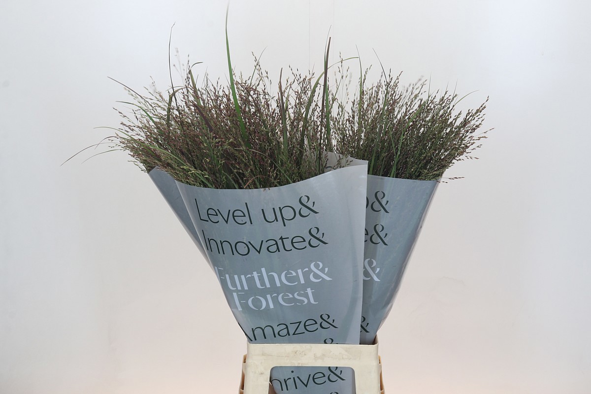 Паникум Вориор 80, шт.