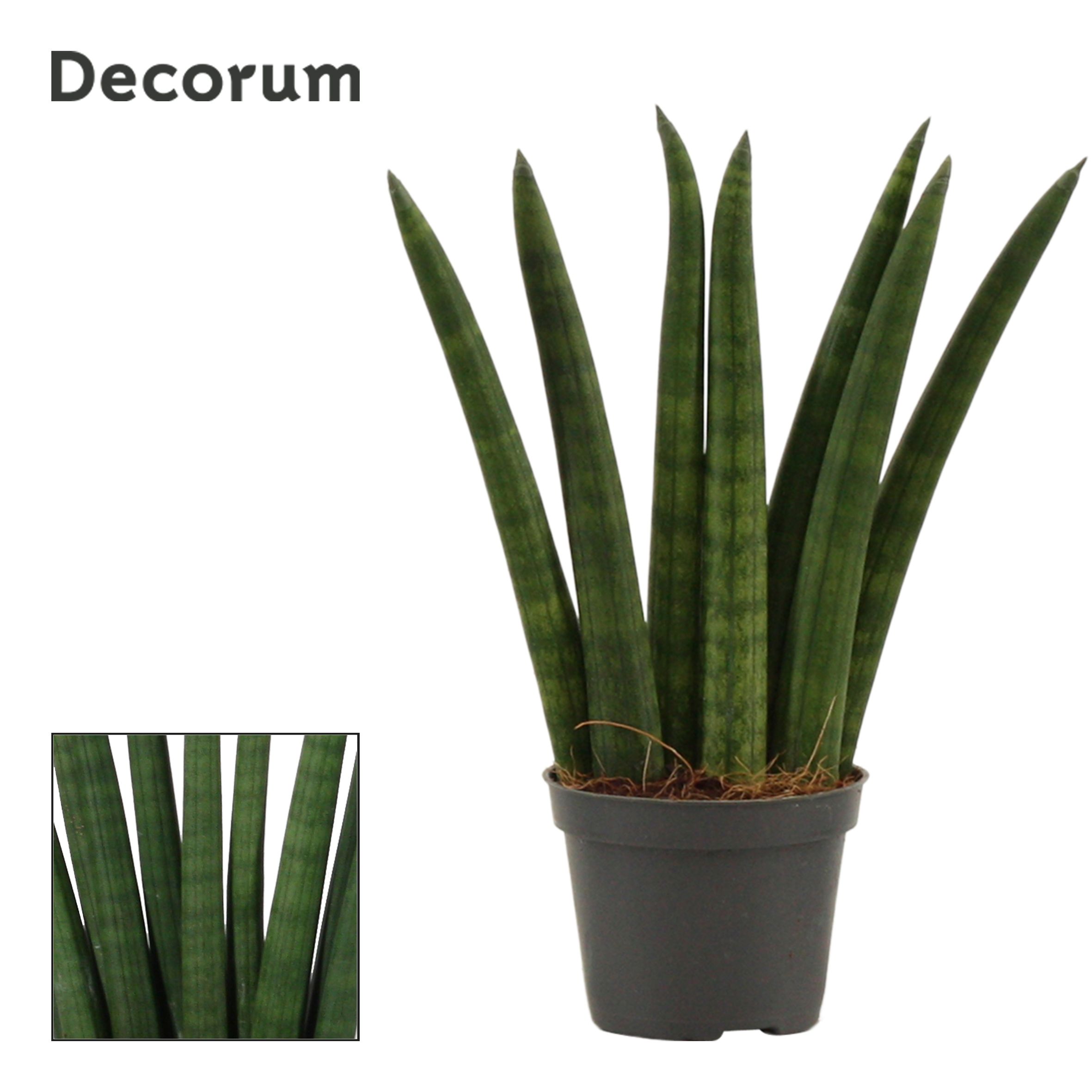 Sansevieria Cylindrica 6 cm Fan (Decorum), D 6