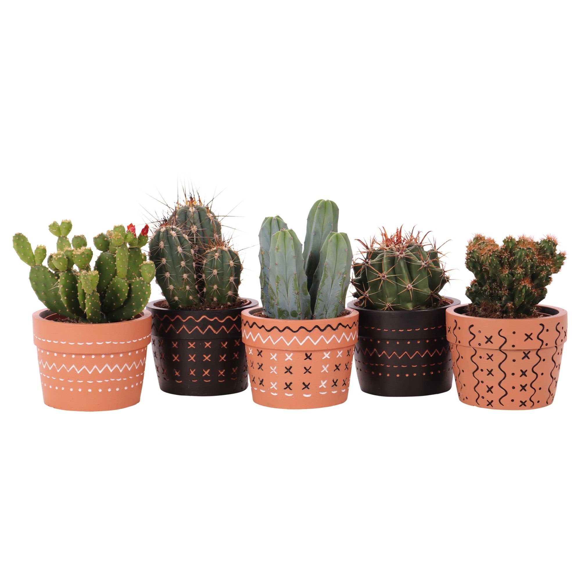 Cactus mix 10,5 cm in Adrinka sierpot, D 12 cm