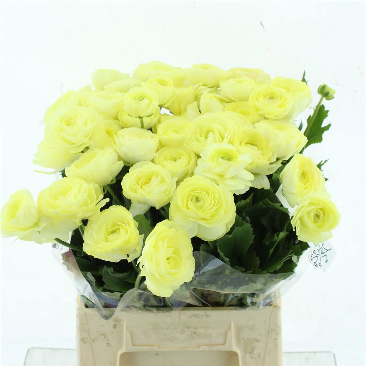 Ранункулус Модерна Лимон 40, шт.