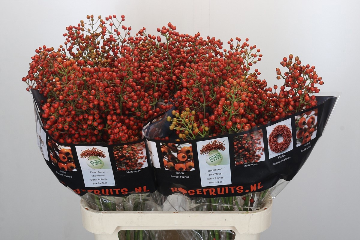 Рузботель Отем Роузфрутс 90, шт.