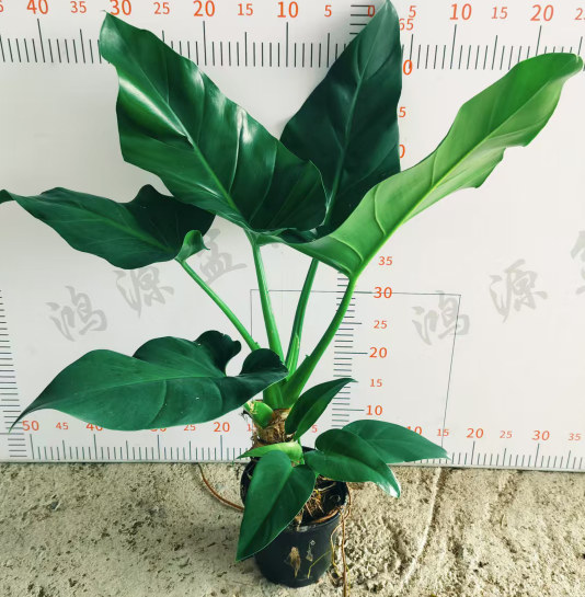 Филодендрон Хулк 15 70