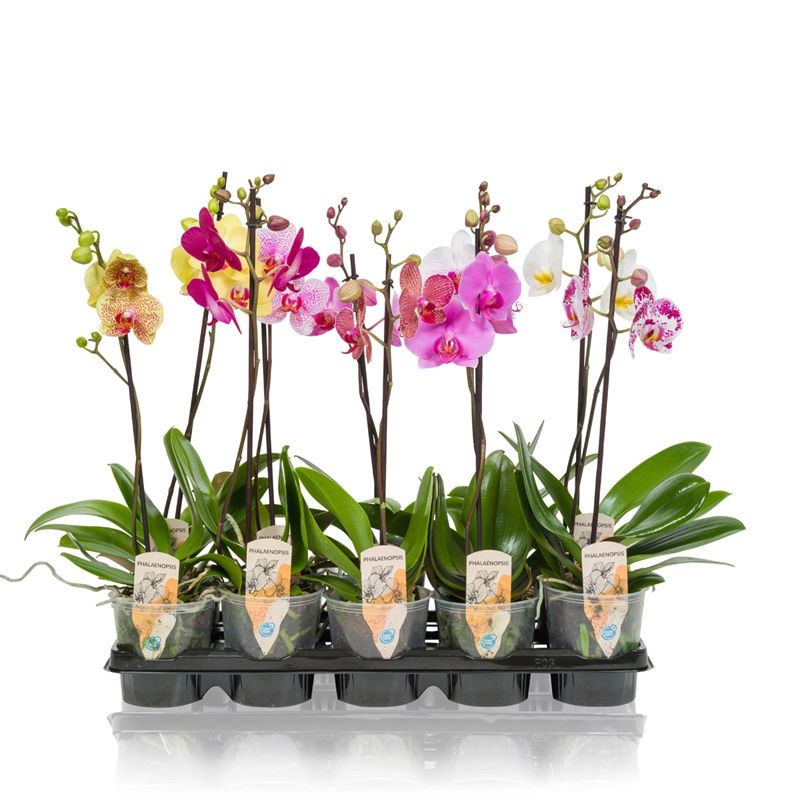 Phalaenopsis - 1T 6+ Mix Kort, D 12 cm
