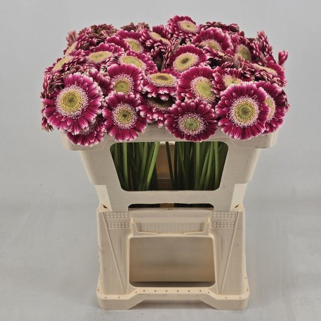 Гермини Кассис, шт. Гермини Кассис, шт.