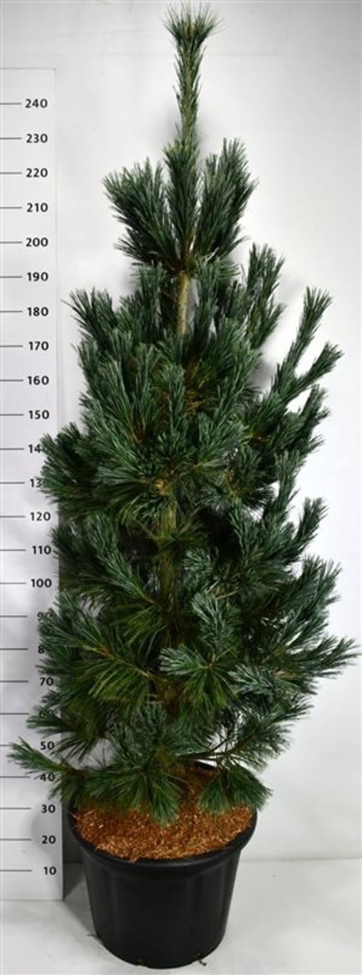 Pinus flex. 'Vanderwolf's Pyramid', D 54