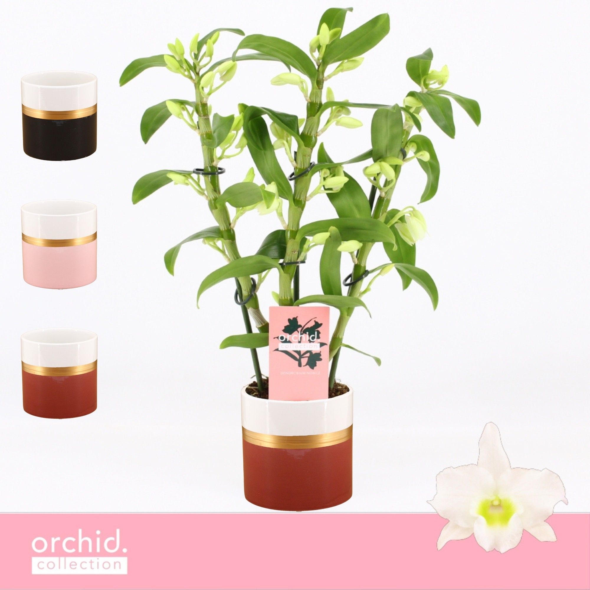 Dendrobium Nobilé, Apollon 3-spike Compact in Dolomite Horizon 'Orchid Collection', D 12