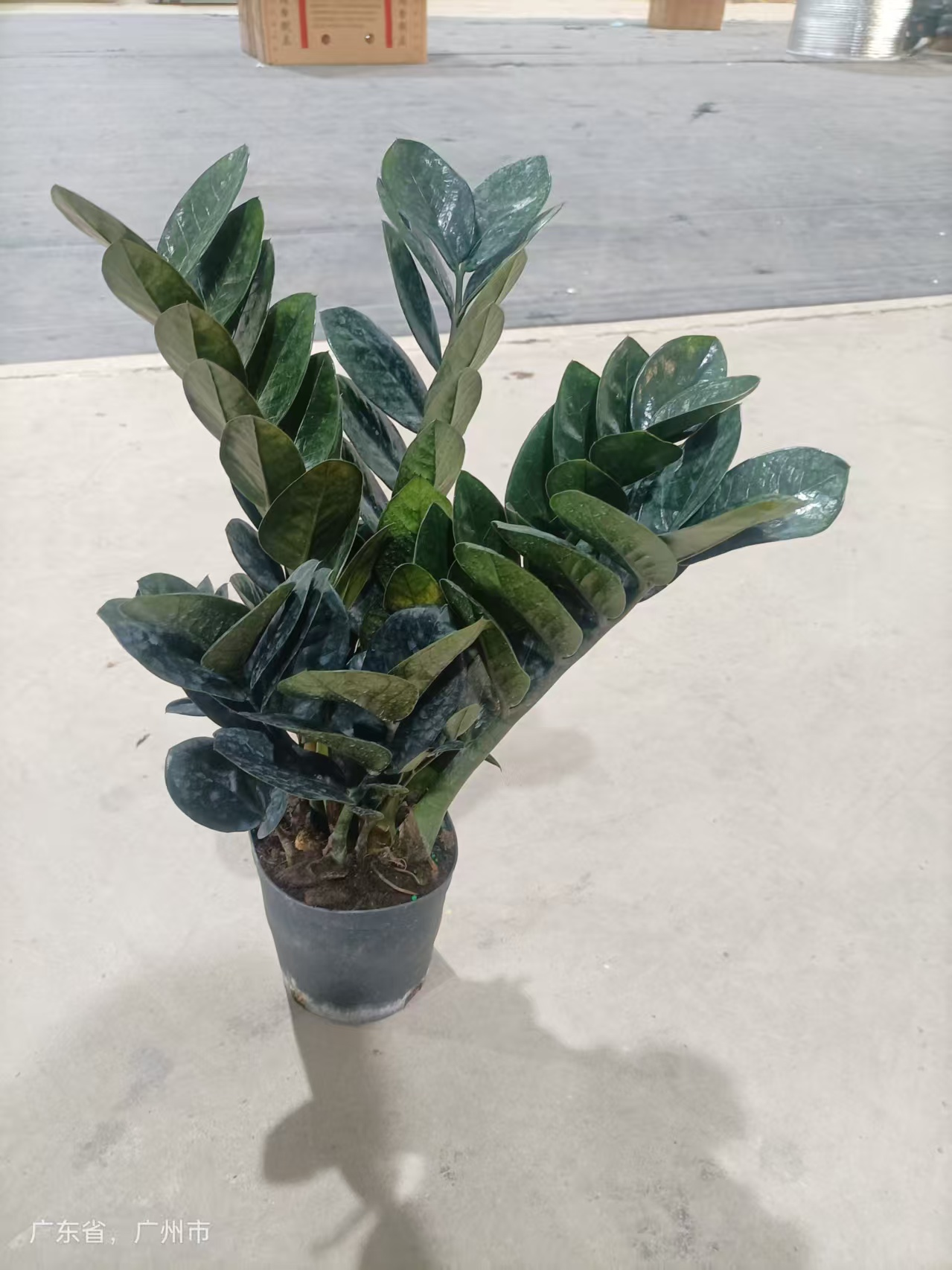 Замиокулькас 150 Блэк Лиф Мани Три 15 45