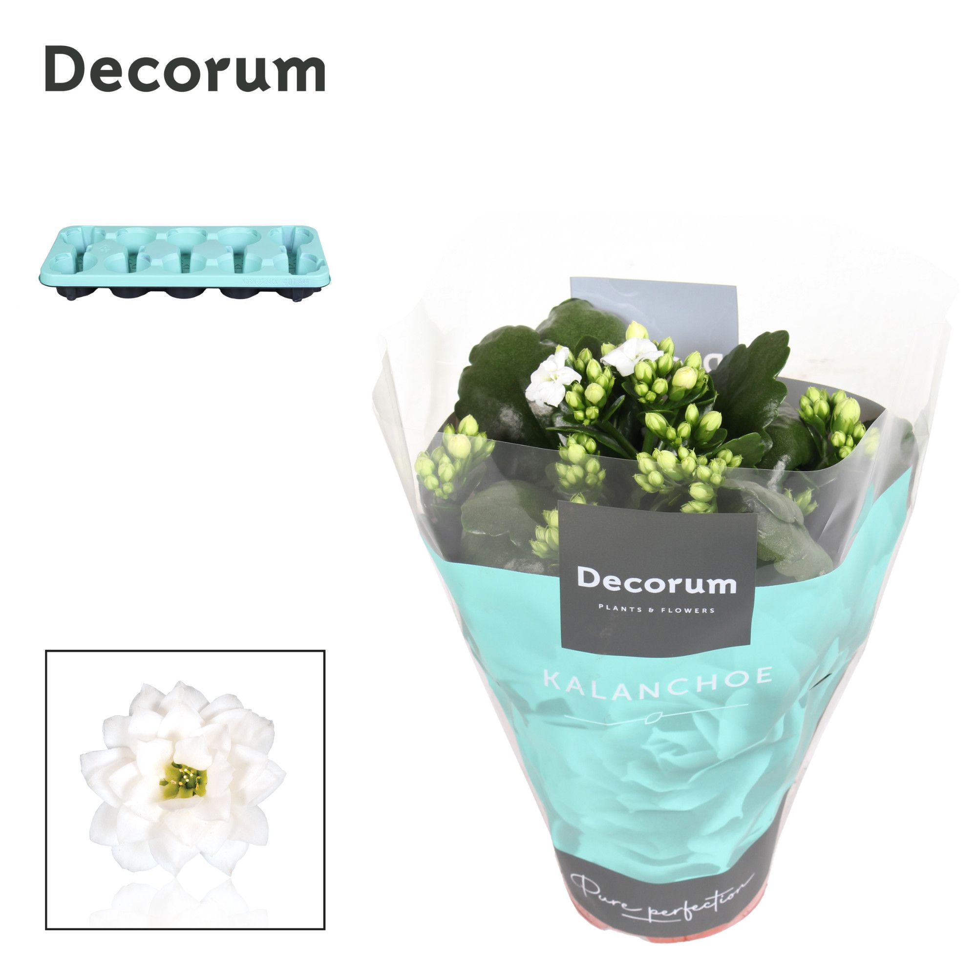 Kalanchoe Decorum - White, D 10,5