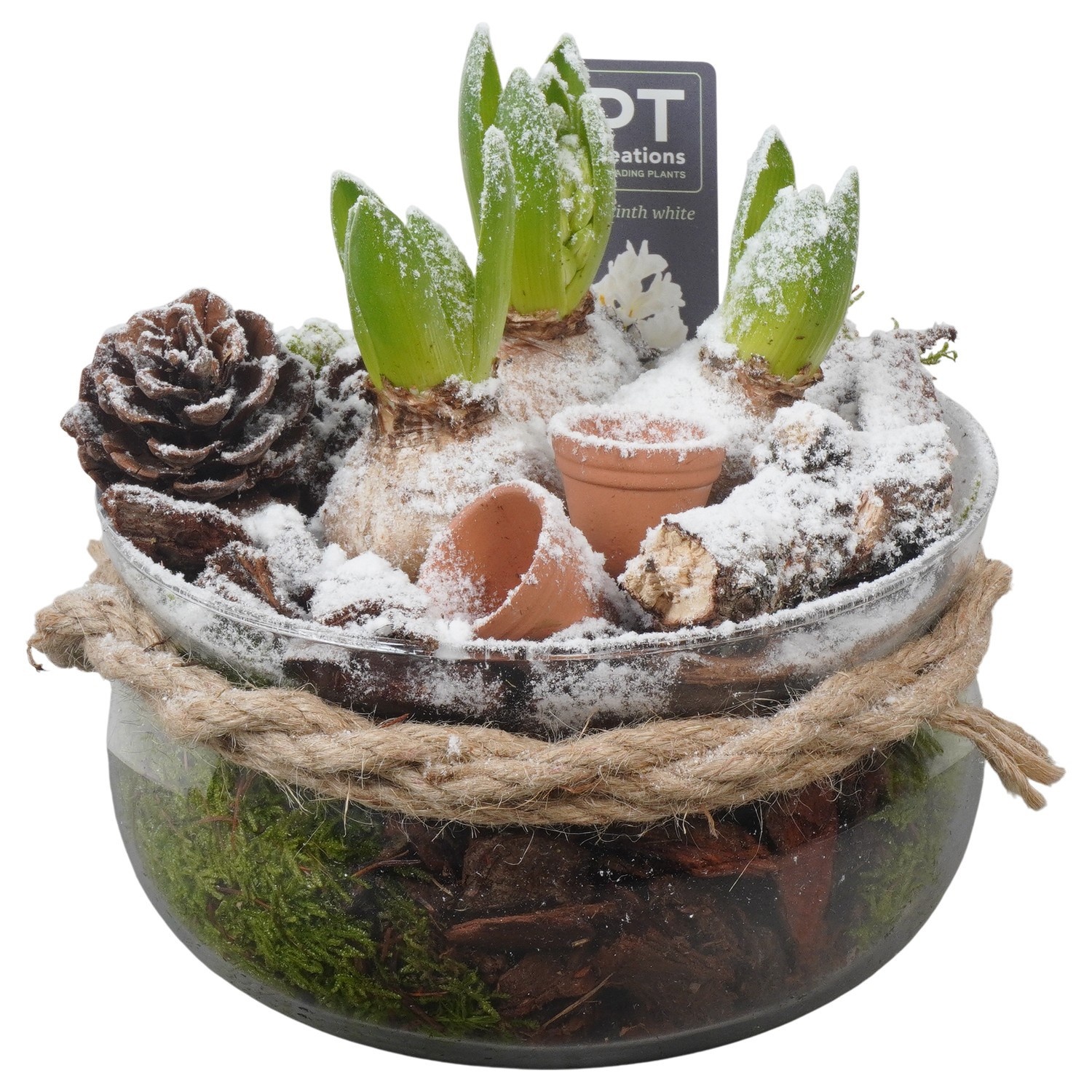 PTWH4075 Arrangement Winter Hyacint in glas schaal, D 19