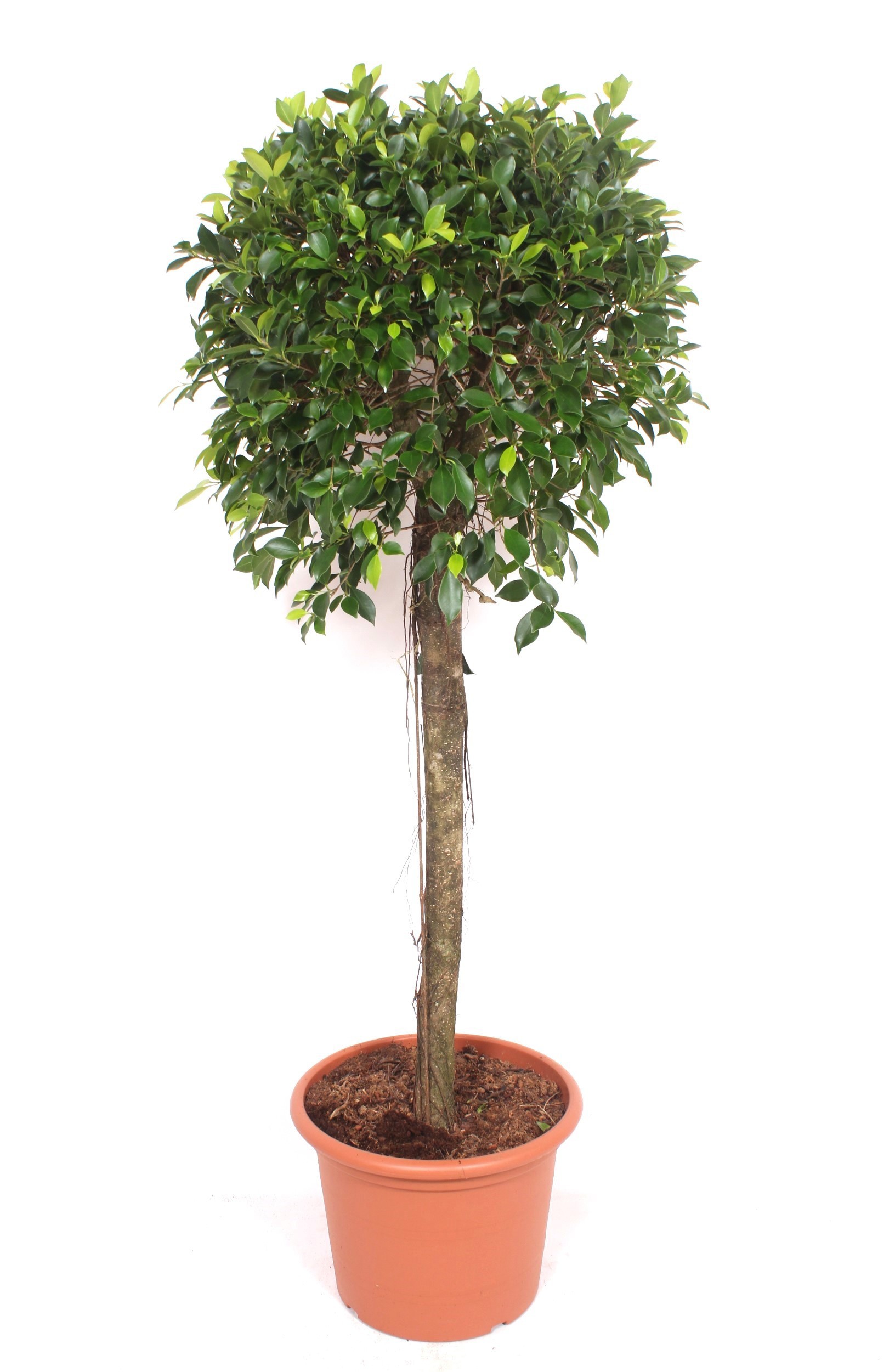 Ficus Nitida, D 40
