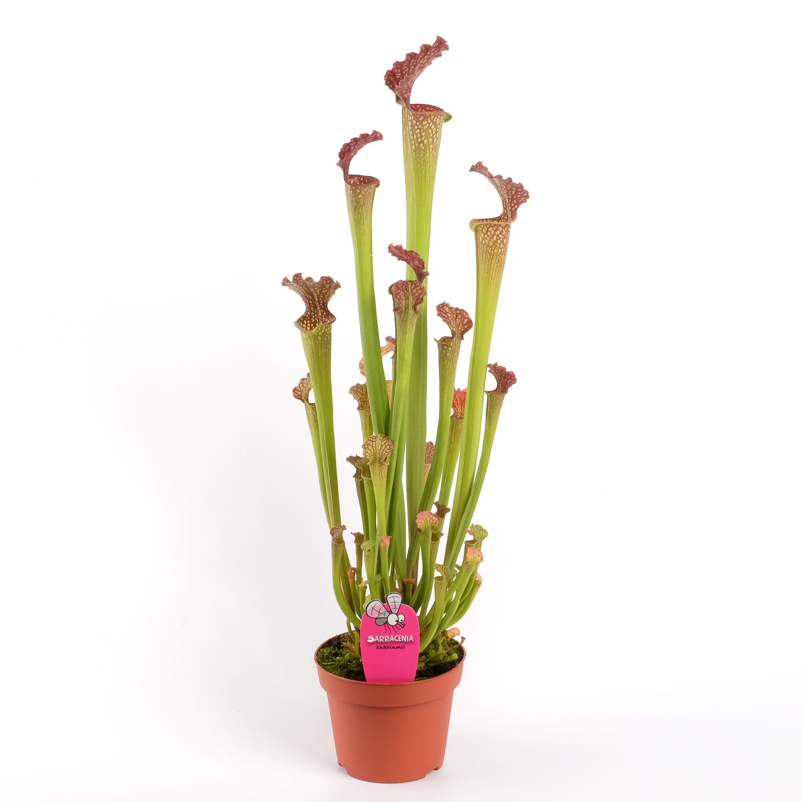 Sarracenia farnhamii, D 12