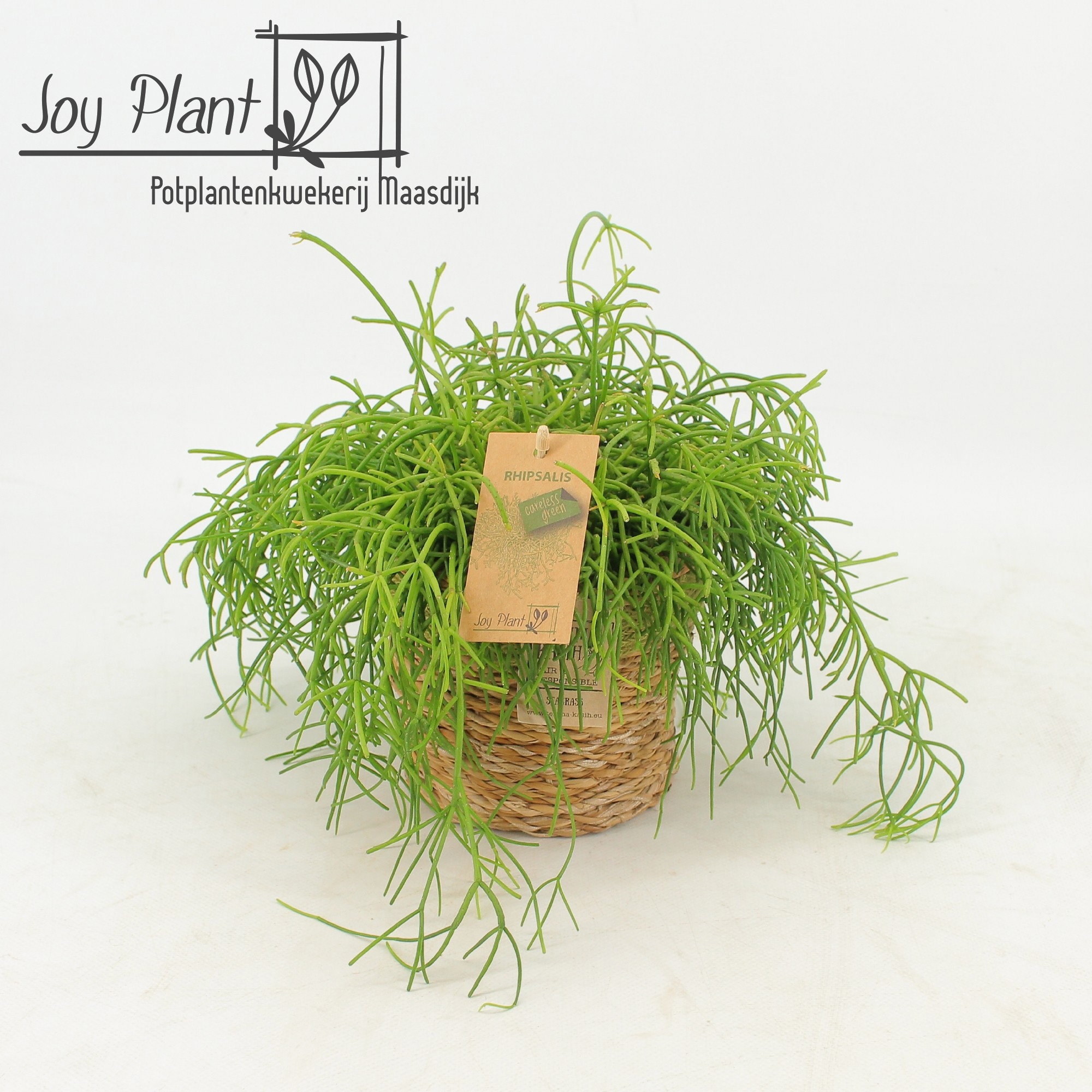 Rhipsalis Cassutha Oasis P12 Mand Gaby Green, D 13