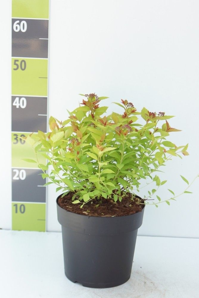 Spiraea japonica 'Magic Carpet' (R) C 4,6, D 23 cm