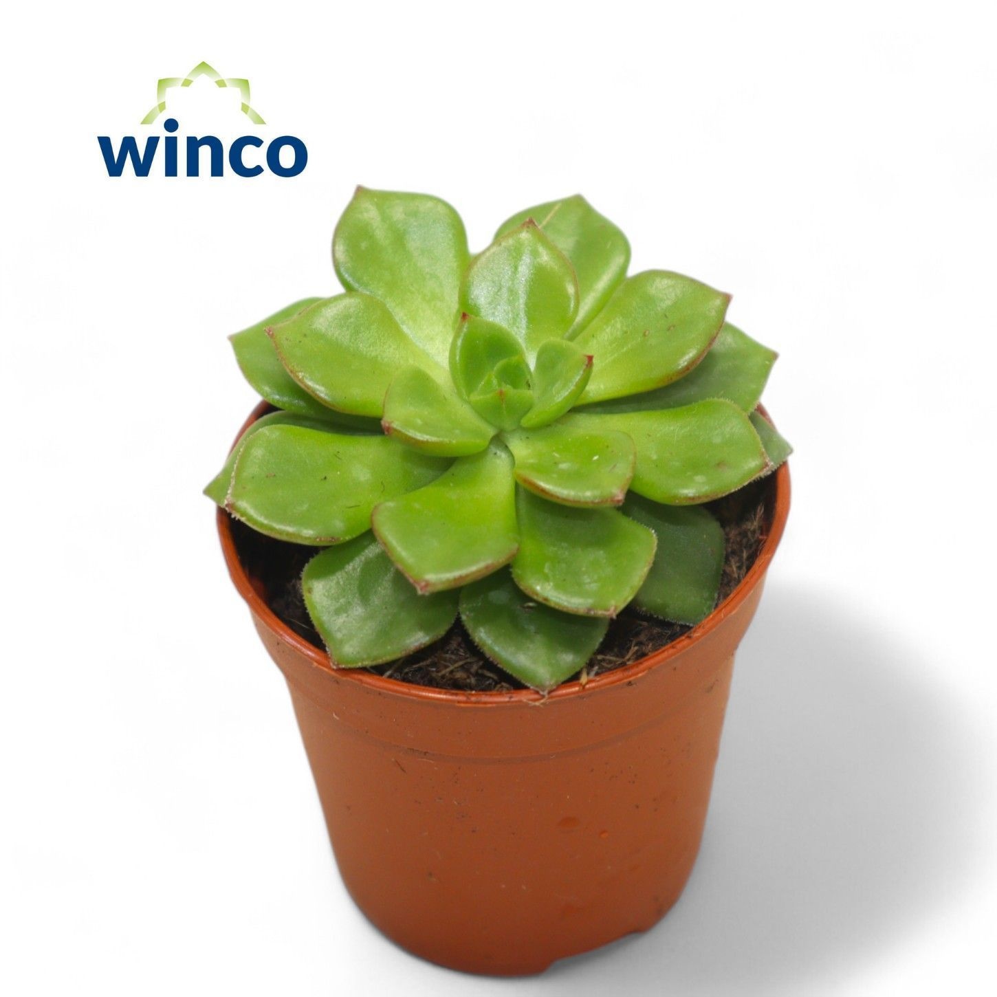 Echeveria Affinus, D 5,5 cm