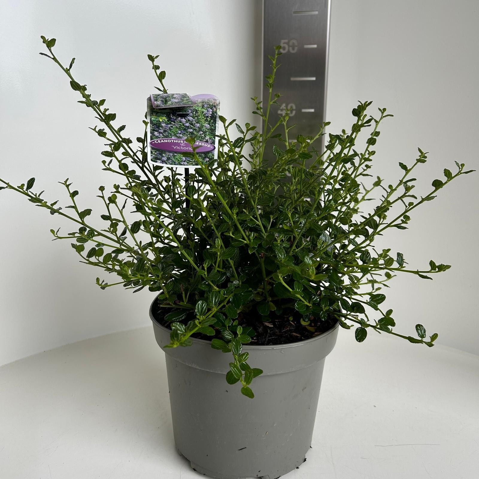 Ceanothus impressus 'Victoria', D 23