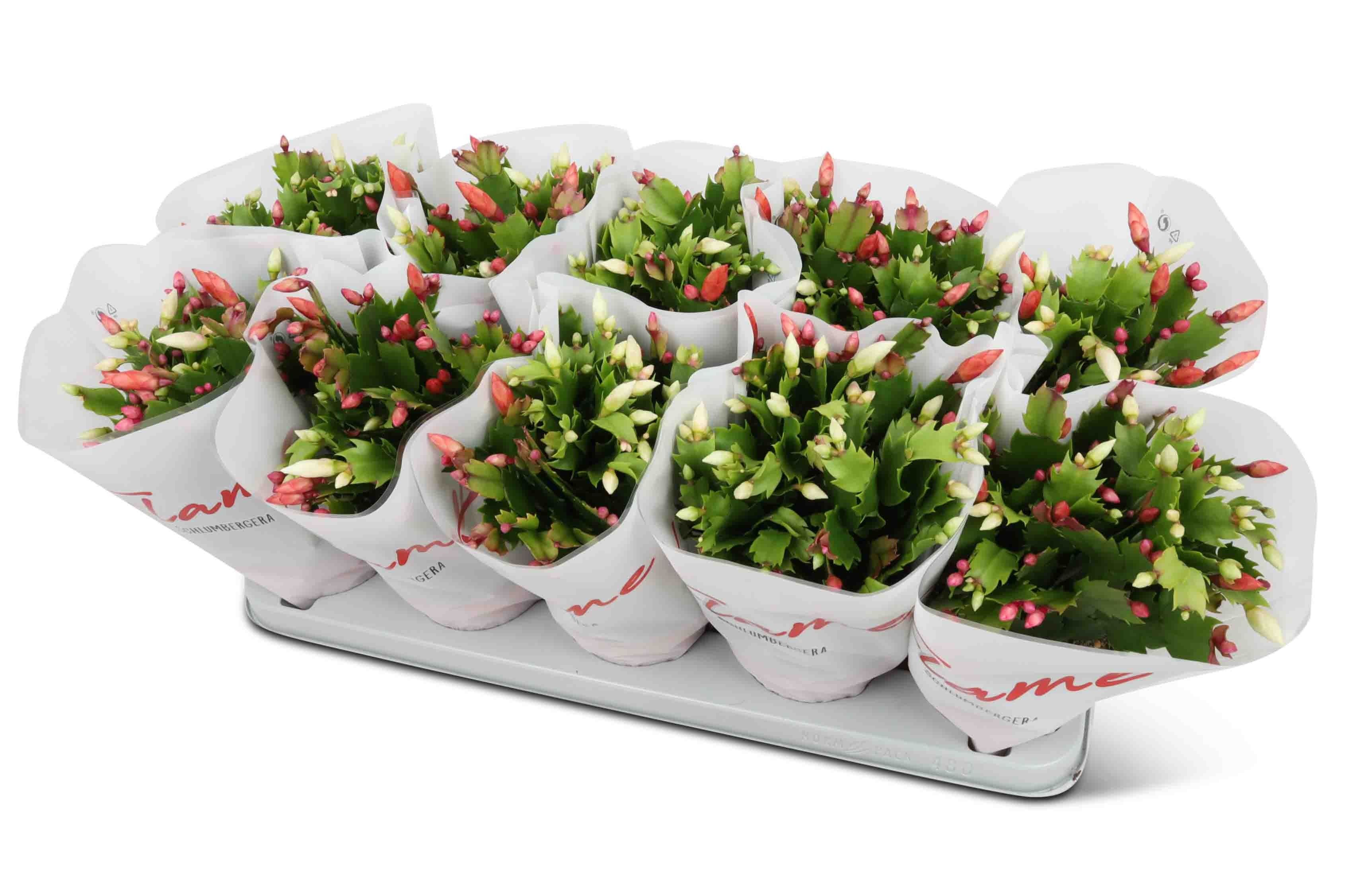 Schlumbergera Flame Duo FLAME hoes, D 12 cm Schlumbergera Flame Duo FLAME hoes, D 12 cm