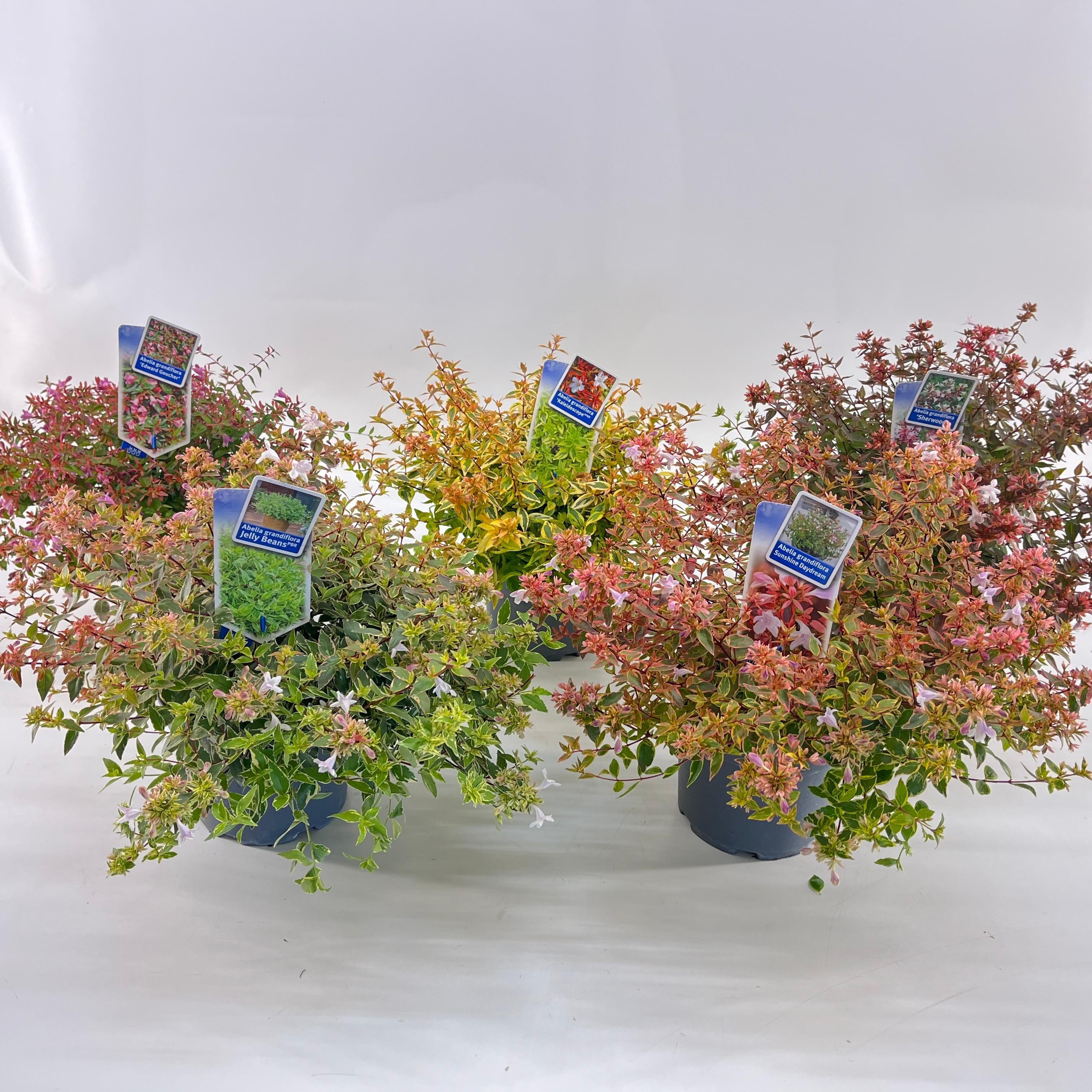 Abelia mix (minimum order one layer), D 19 cm Abelia mix (minimum order one layer), D 19 cm