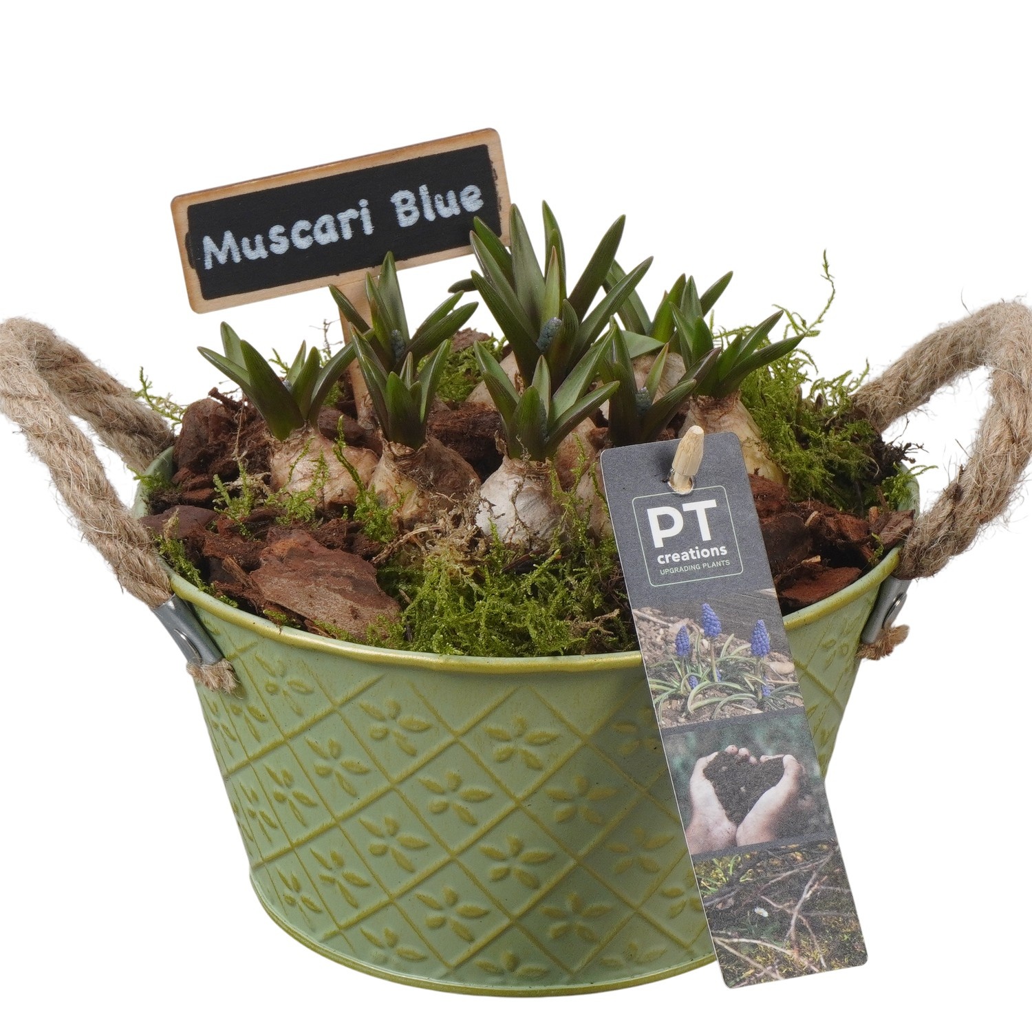 PTMB6149 Arrangement Muscari Blue in zink schaal, D 18