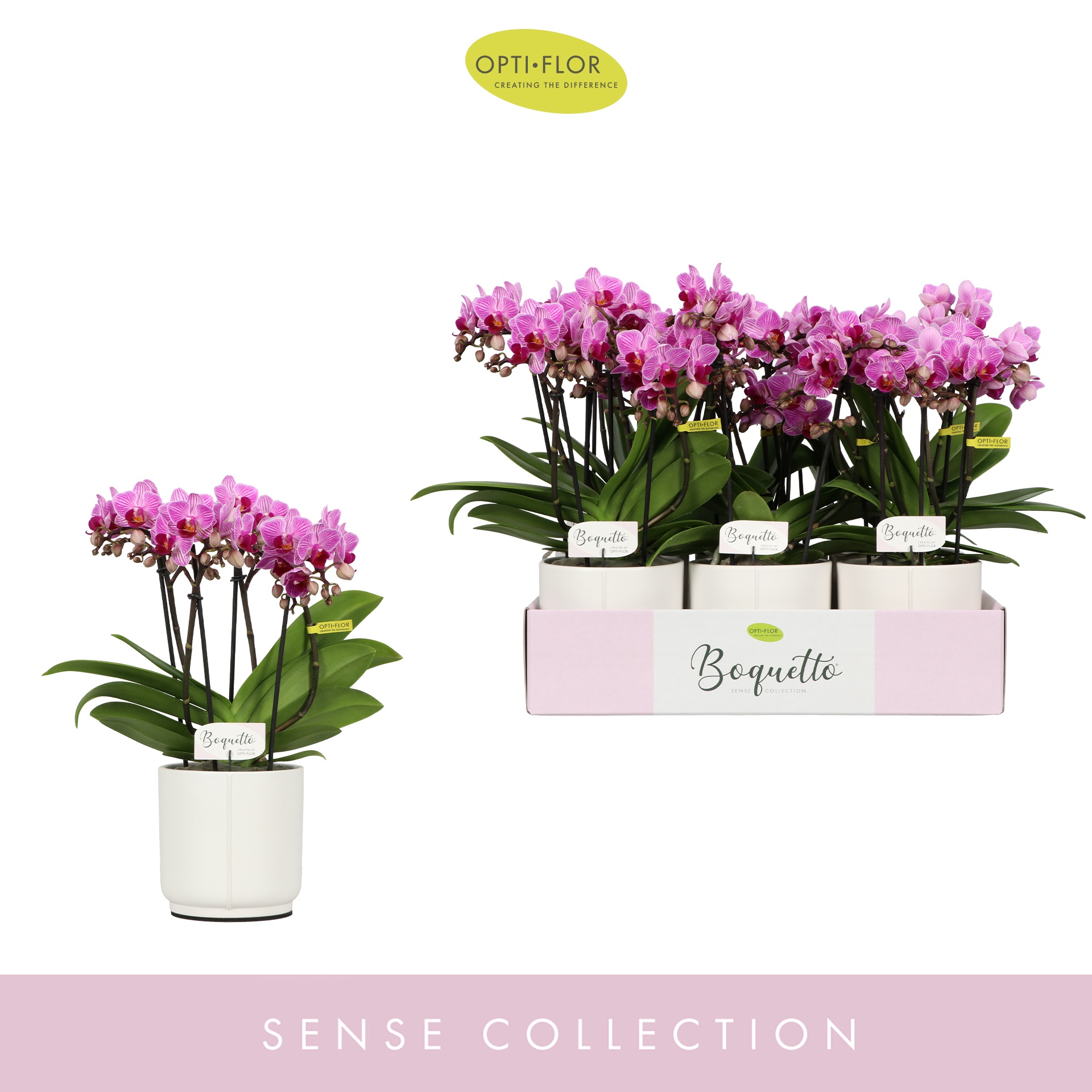 Boquetto Delight 3-5 spike in Lazio White, D 12 cm