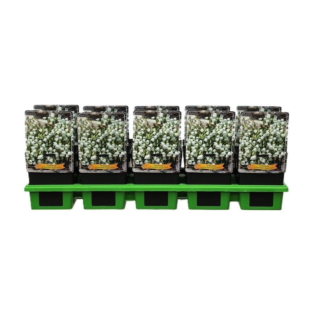 Campanula cochleariifolia 'Jingle White' P11, D 11