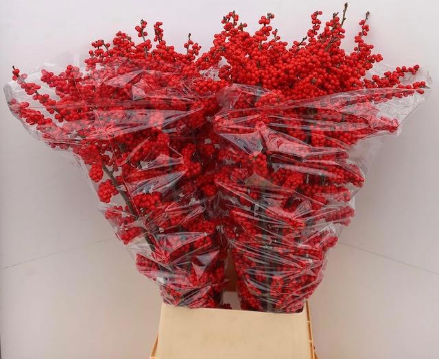 Илекс Брит Байс 120, шт.