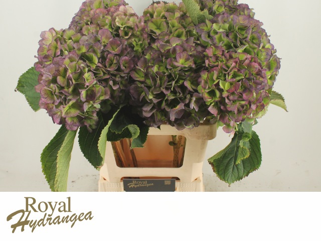 Гортензия Верена Блю Классик 60, шт.