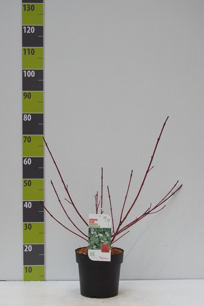 Cornus alba 'Sibirica Variegata' C 4,6, D 23