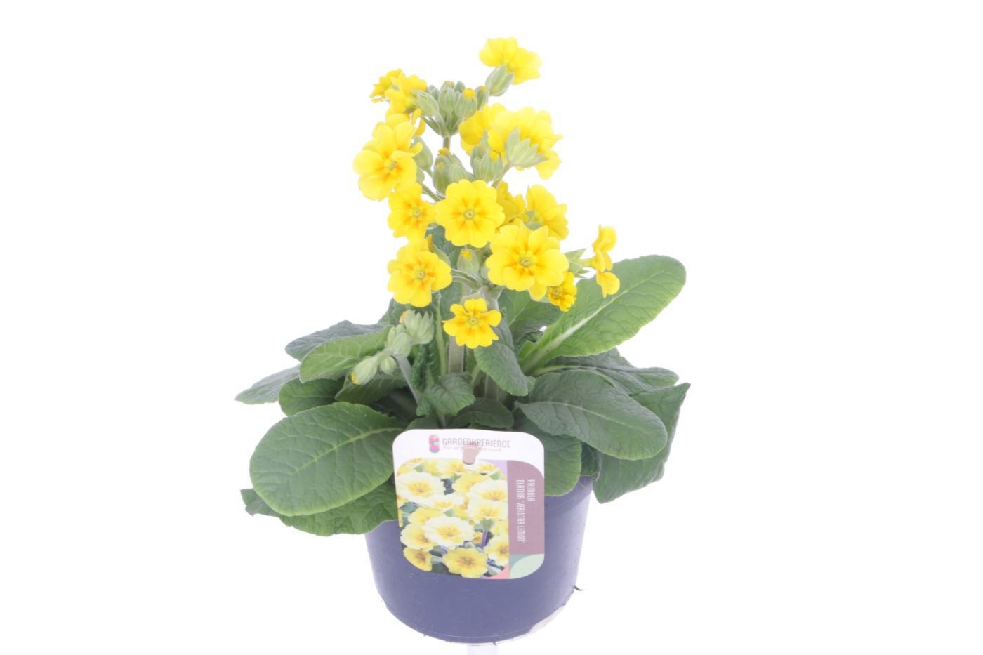 Primula elatior Cream Orange Eye, D 13