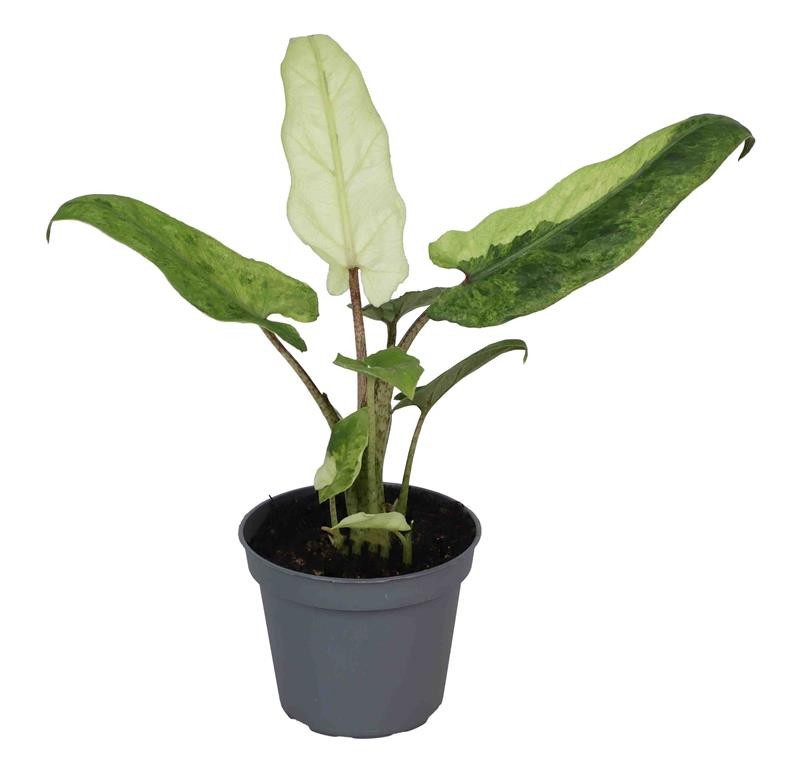 ALOCASIA LAUTERBACHIANA 'VARIEGATED', D 6 cm