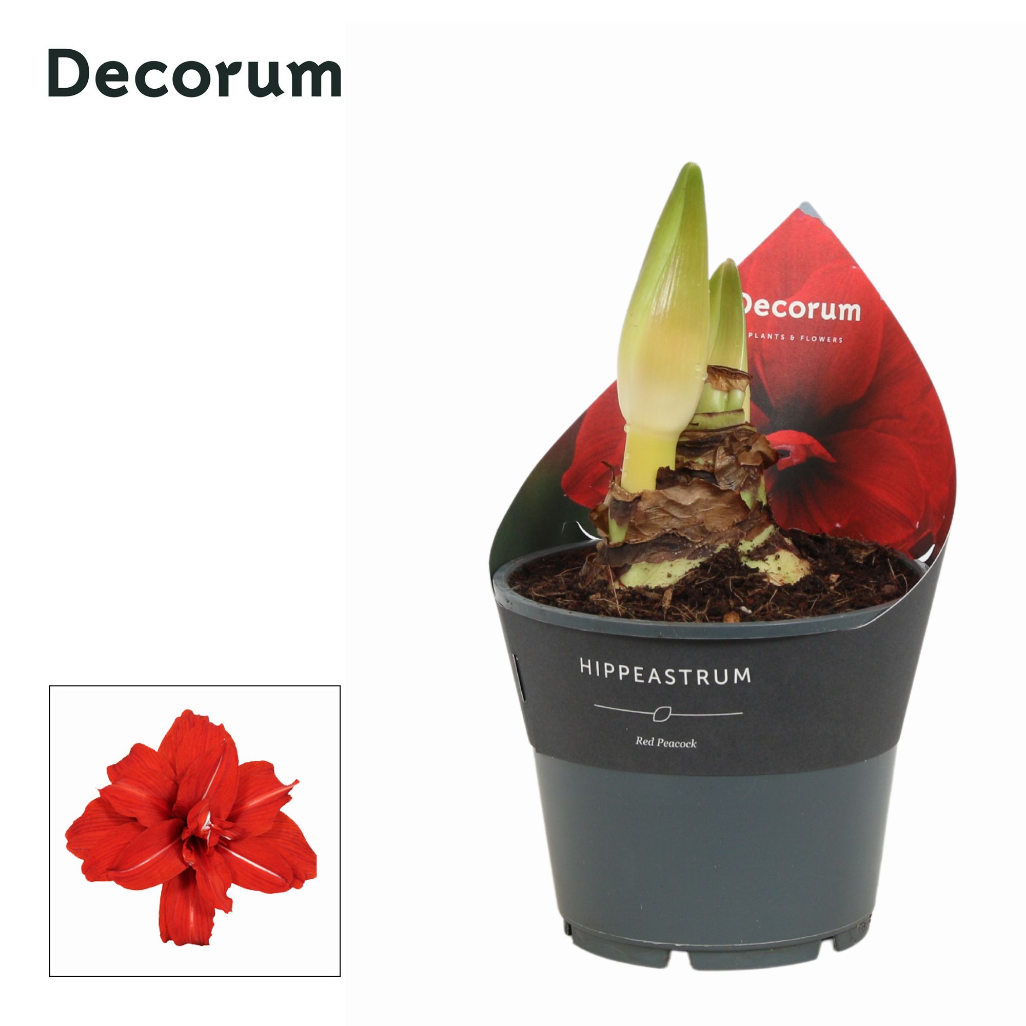 Amaryllis Red Peacock 2 Knop (Decorum), D 14 cm