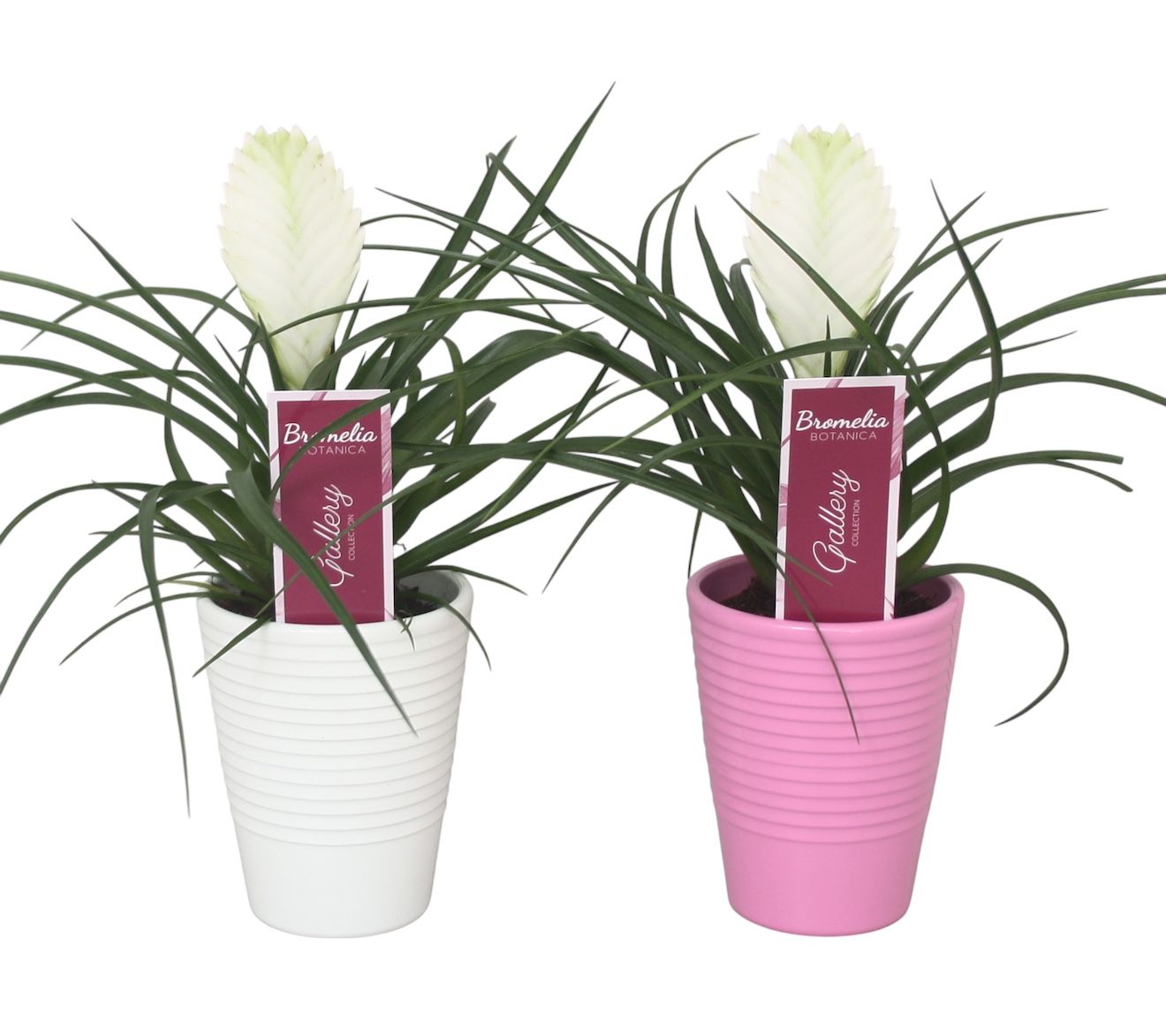 Tillandsia cyanea 'Biancini' in wit en roze ribbel keramiek, D 11