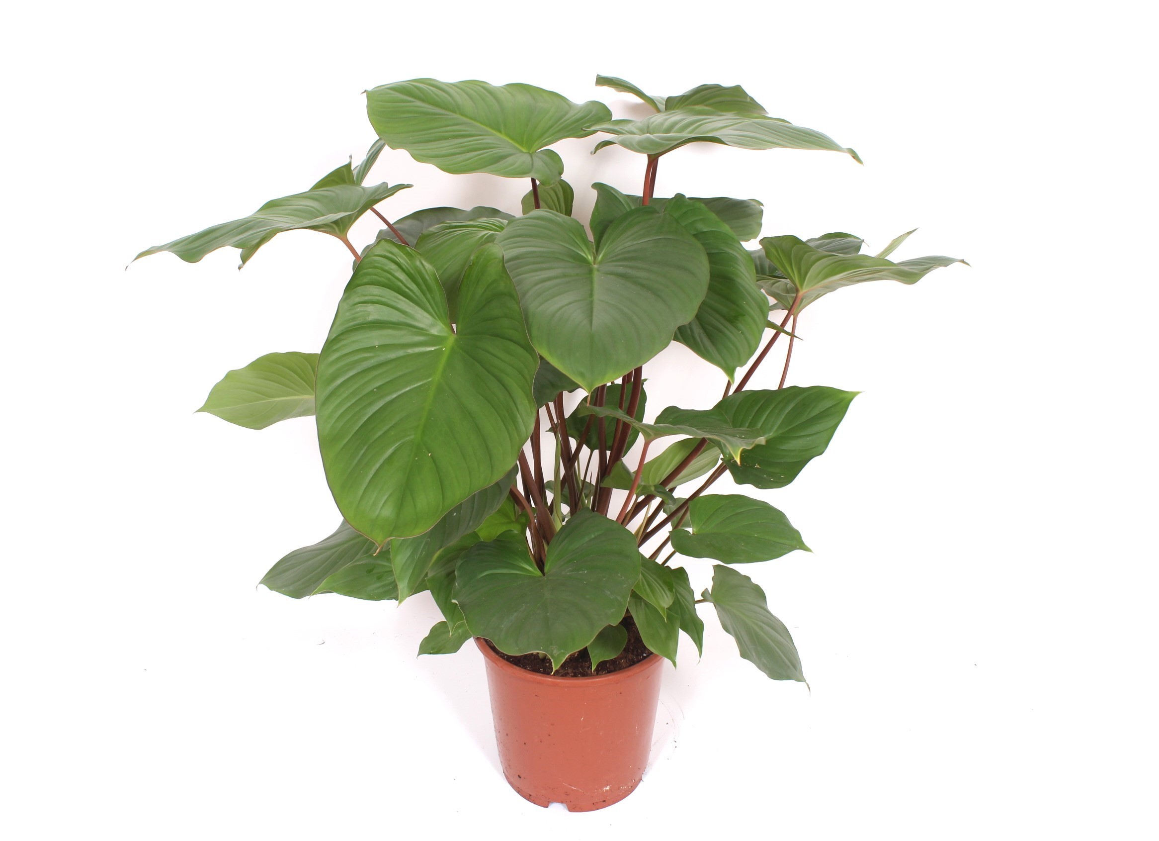 Homalomena rubescens Maggy, D 24