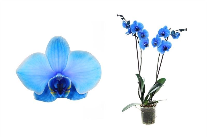 Phal I am Blue 2T18+ ( 2 lg/dc ), D 12 cm
