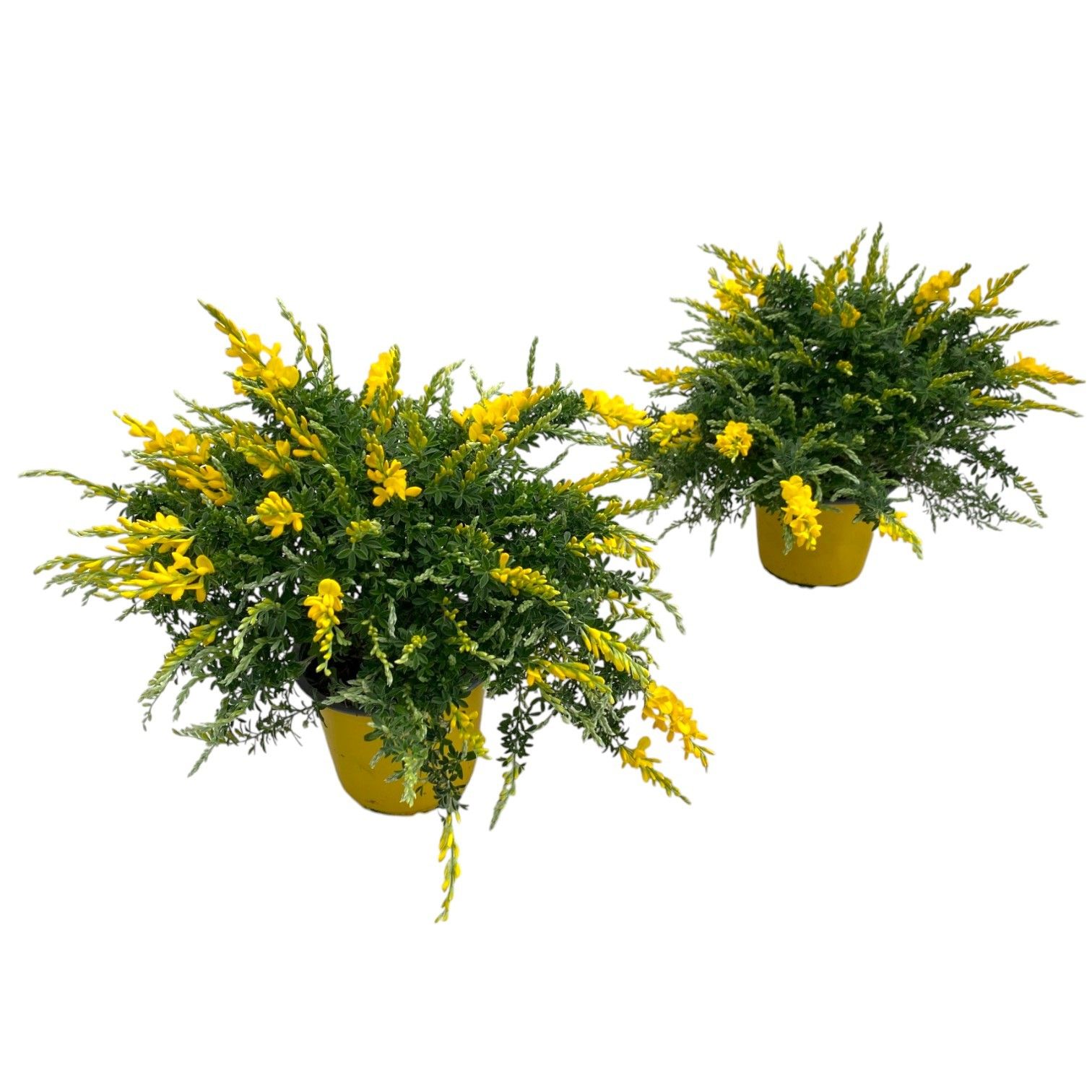 Cytisus racemosus "struik", D 14